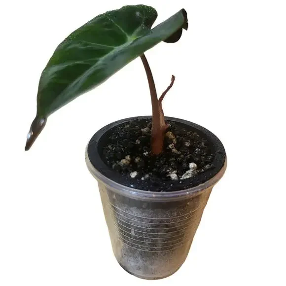 Alocasia Amazonica 'Polly' Elephant Ear Plant - Picture 3 of 12